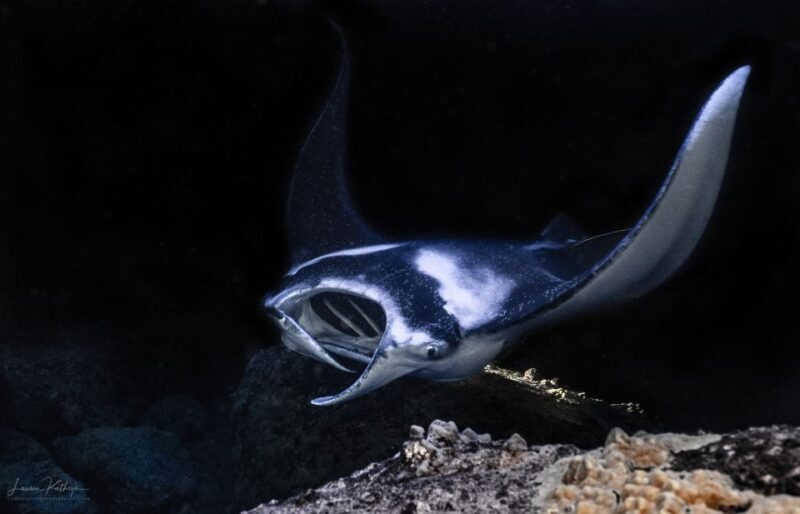 Kailua Kona: Manta Ray Night Snorkel Tour with Guide - Value and Pricing: Is It Worth It?