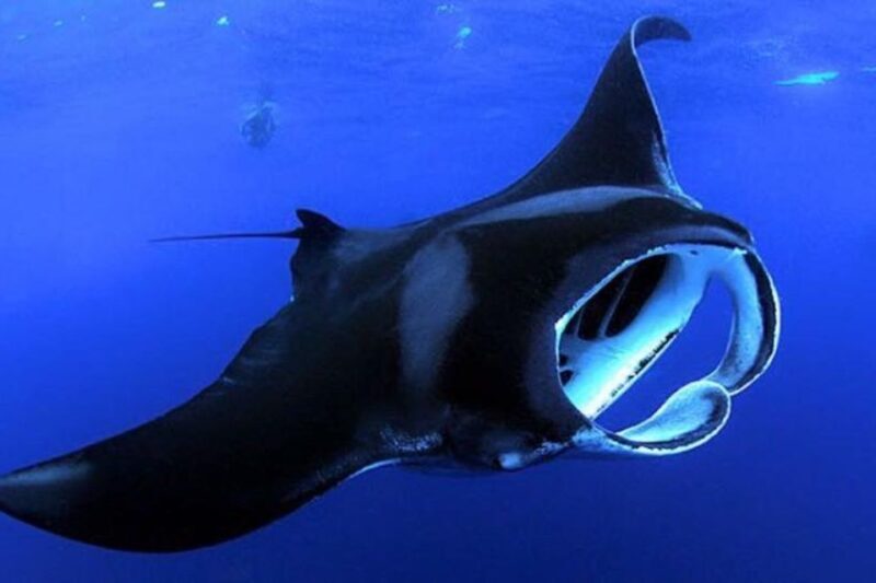 Kailua Kona: Night Manta Ray Adventure on the Big Island - The Itinerary: What to Expect on Your Night Manta Adventure