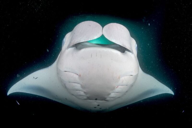 Kailua Kona: Night Manta Ray Adventure on the Big Island - The Sum Up