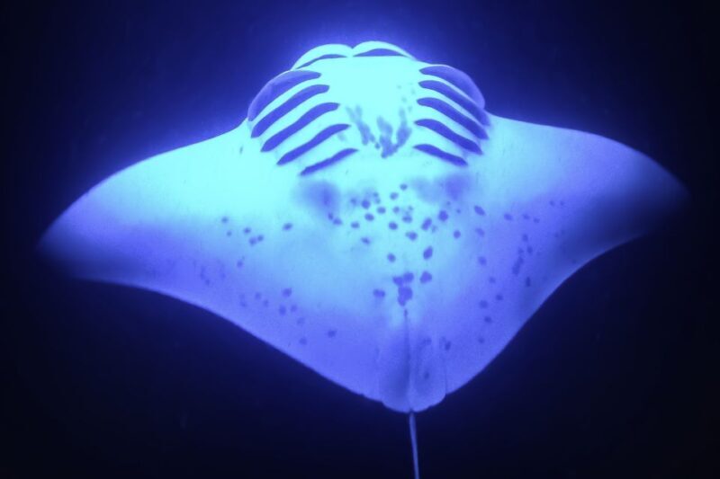 Kailua Kona: Night Manta Ray Adventure on the Big Island - FAQ