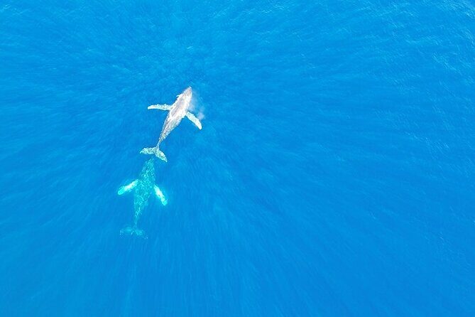 Kailua Kona Whale Watching Boat Tour Experience - An In-Depth Look at the Tour
