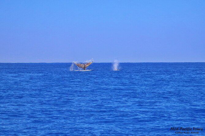Kailua Kona Whale Watching Boat Tour Experience - Final Thoughts