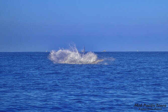 Kailua Kona Whale Watching Boat Tour Experience - Frequently Asked Questions