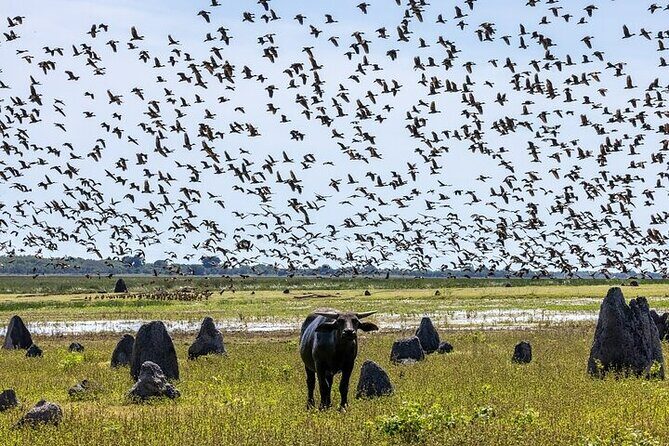 Kakadu National Park Full Day Tour + Yellow Water River Cruise - Authentic Encounters and Customer Feedback