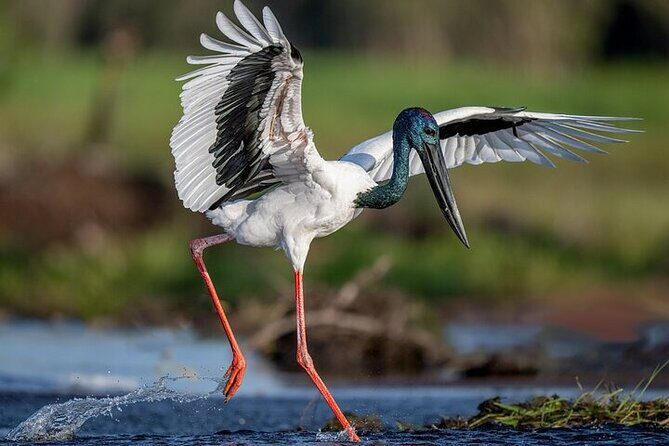 Kakadu National Park Full Day Tour + Yellow Water River Cruise - Final Thoughts: Is This Tour Worth Your Time?