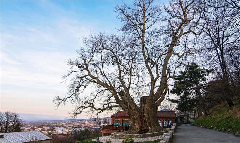 Kakheti: Bodbe, Sighnaghi & Telavi Guided Day Tour - Key Points