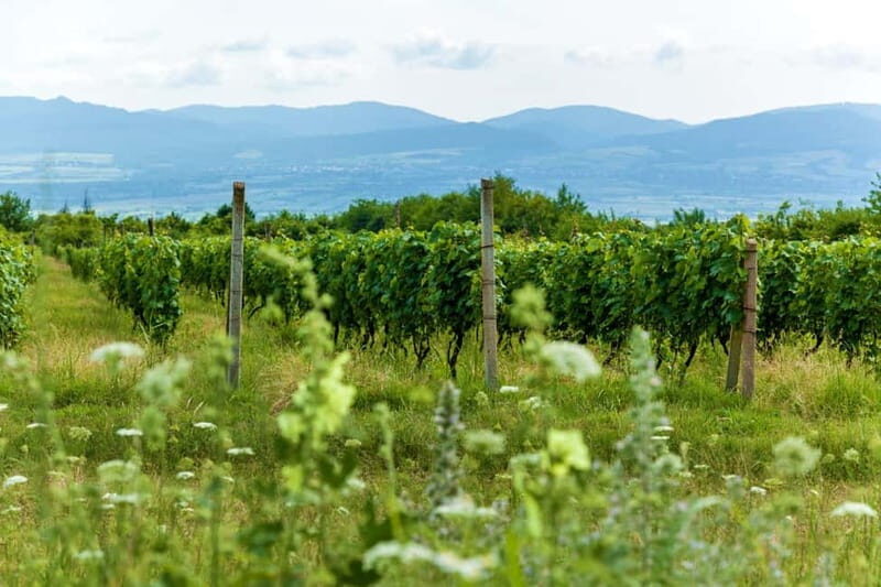 Kakheti Wine Tour - Explore the Art of Kvevri Winemaking - The Art of Georgian Winemaking