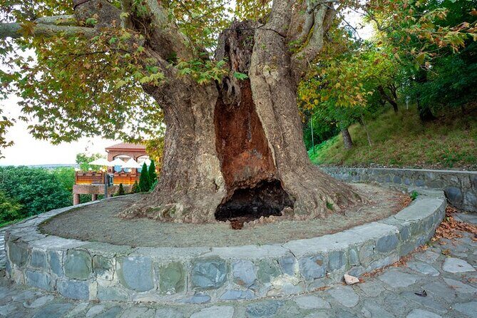 Kakheti's Cultural Tapestry with Wine, History & Charm Tour - Final Thoughts