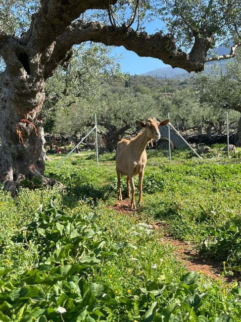 Kalamata: Farm-to-Table Experience with Cooking - An In-Depth Look at the Kalamata Farm-to-Table Experience