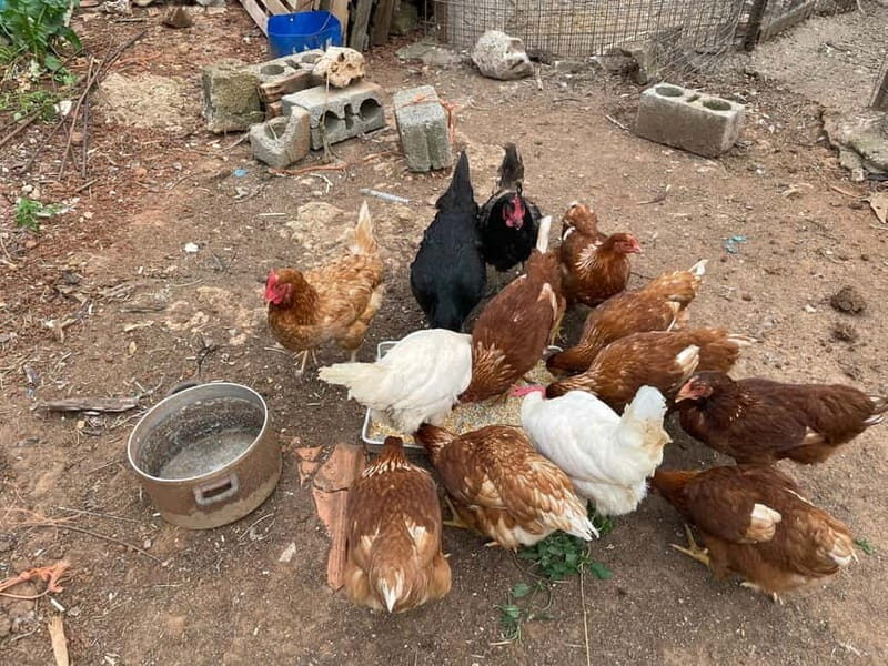 Kalamata: Farm-to-Table Experience with Cooking - FAQ