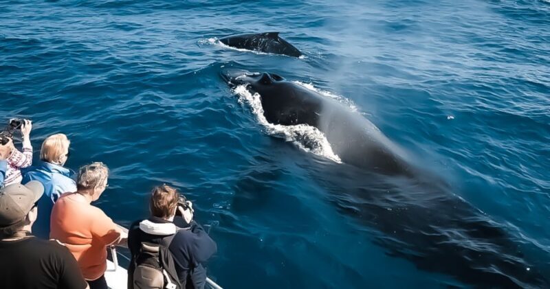 Kalaoa: Big Island & Kona Midday Whale Watching Tour - The Real Deal: Authenticity and Value