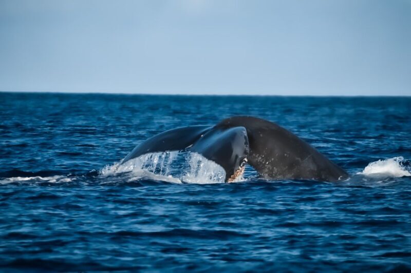 Kalaoa: Big Island & Kona Midday Whale Watching Tour - FAQ