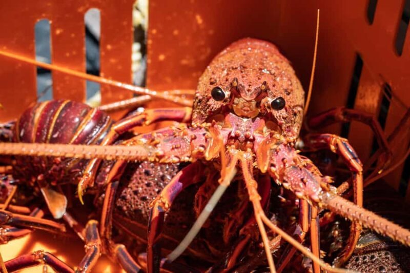 Kalbarri Crayfish Catch & Keep Tour - Key Points