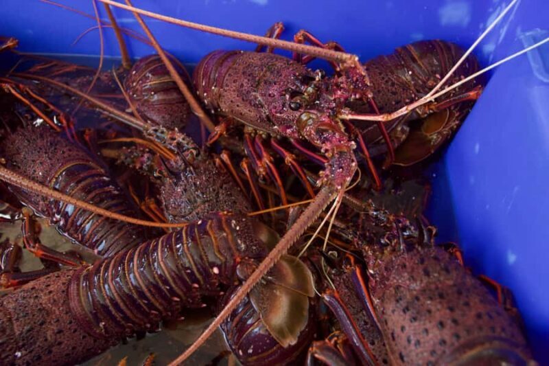 Kalbarri Crayfish Catch & Keep Tour - Who Will Love This Tour?