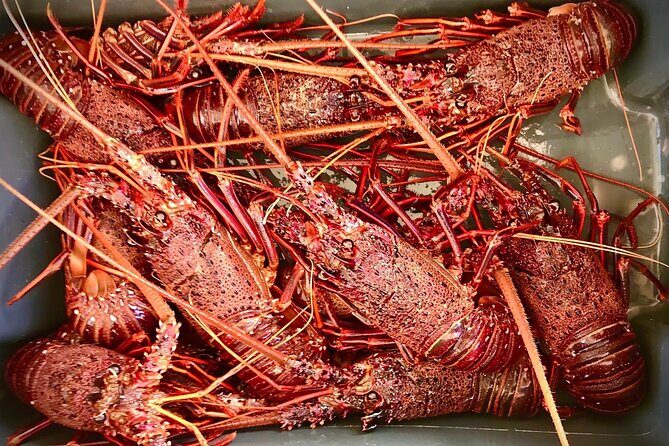 Kalbarri Rock Lobster Tours - Why This Tour Works Well for Travelers