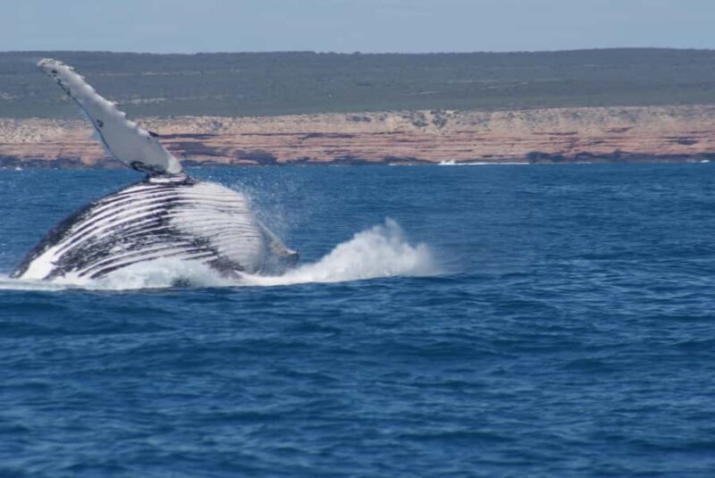 Kalbarri Whale Watching Tour - Setting the Scene: Why Whale Watching in Kalbarri Matters