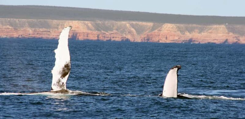 Kalbarri Whale Watching Tour - The Guide & Crew: Knowledge You Can Trust
