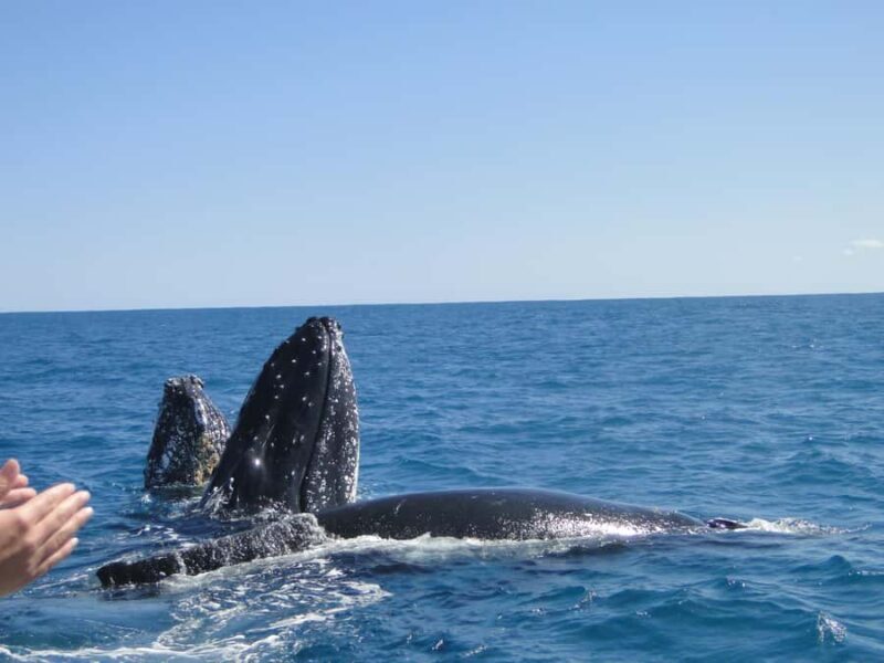 Kalbarri Whale Watching Tour - The Sightings: What’s Possible and What’s Not