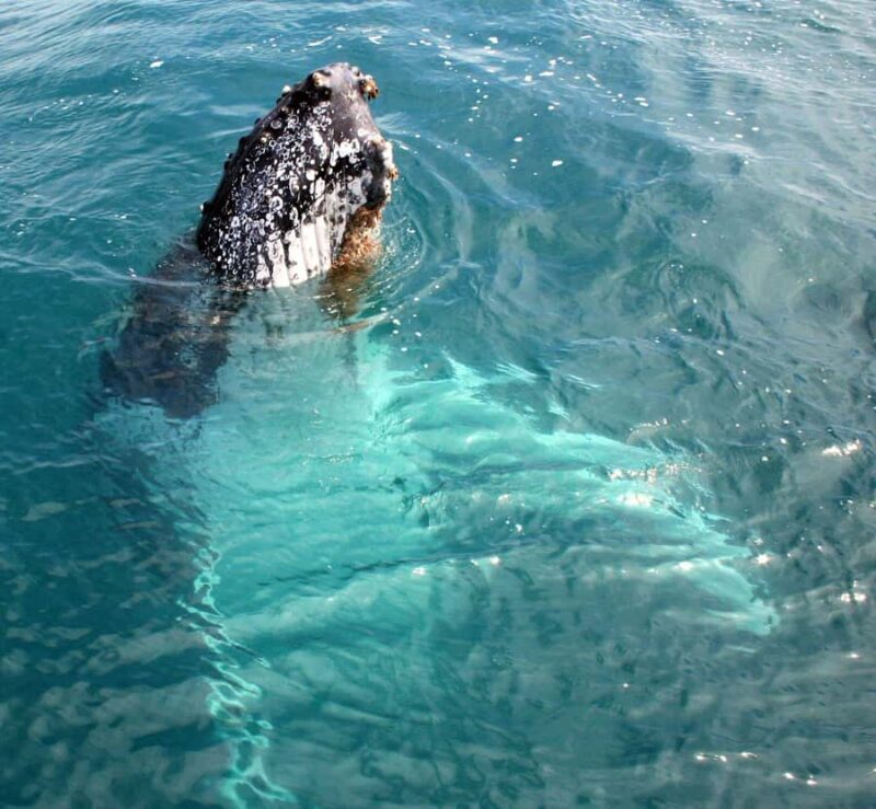 Kalbarri Whale Watching Tour - The Authenticity & Value of the Experience