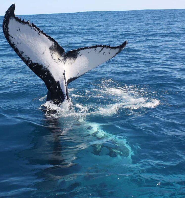 Kalbarri Whale Watching Tour - Practical Tips for Booking & Enjoying Your Trip