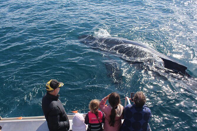 Kalbarri Whale Watching Tour - An Honest Look at the Experience