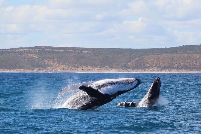 Kalbarri Whale Watching Tour - FAQs