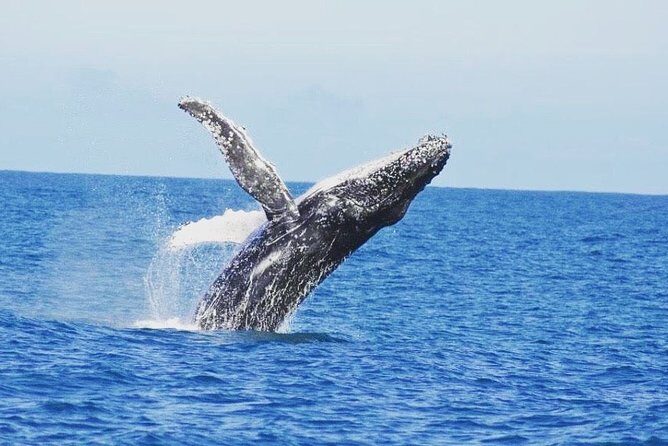 Kalbarri Whale Watching Tour Guided - Who Will Love This Tour?
