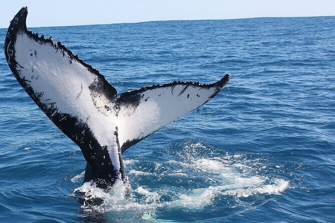 Kalbarri Whale Watching Tour Guided - FAQs