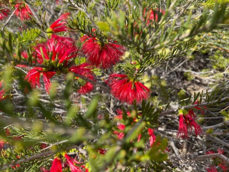 Kalbarri Wildflower Tour with Local Guide - Practical Tips for a Great Experience