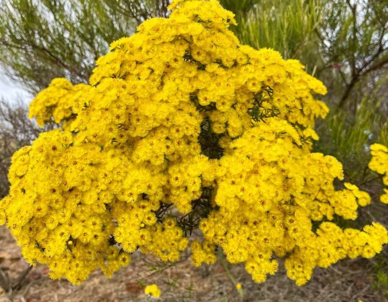 Kalbarri Wildflower Tour with Local Guide - Frequently Asked Questions