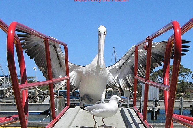 Kalgan Queen Scenic Cruises a Four Hour Sheltered Water Wildlife Tour Daily Fun. - Key Points