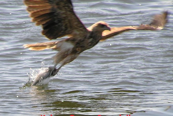 Kalgan Queen Scenic Cruises a Four Hour Sheltered Water Wildlife Tour Daily Fun. - Wildlife Encounters on the Tour