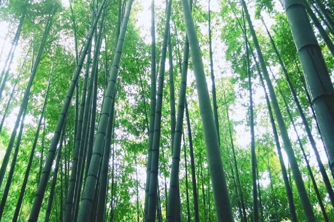 Kamakura Bamboo Forest and Great Buddha Private Tour - Exploring the Great Buddha