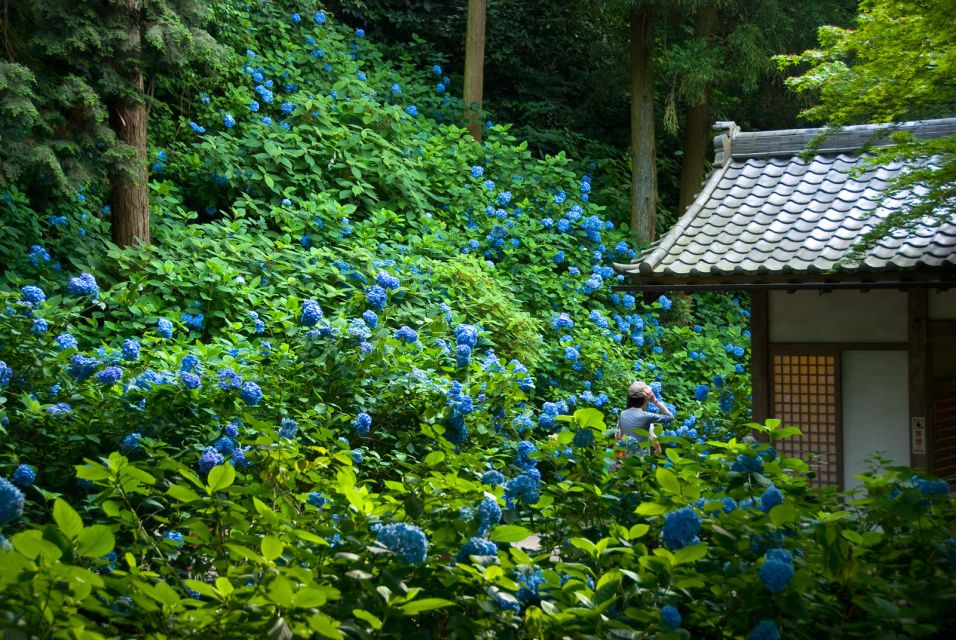 Kamakura: Great Buddha, Hase Temple, & Komachi Street Tour - Getting to Kamakura