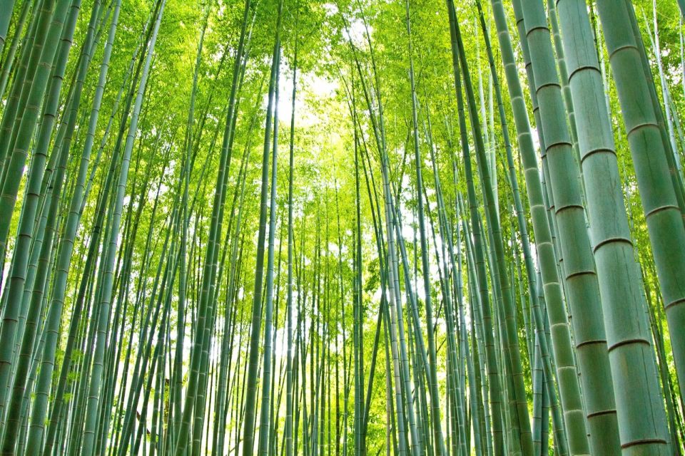 Kamakura: Great Buddha, Hase Temple, & Komachi Street Tour - Strolling Komachi Street