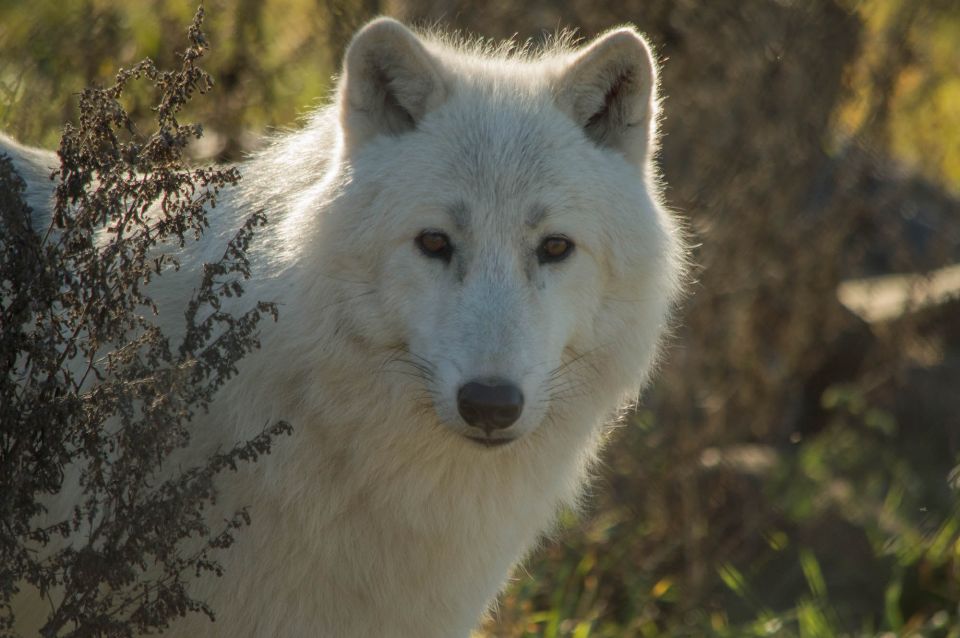 Kamploops: BC Wildlife Park Admission - Key Points