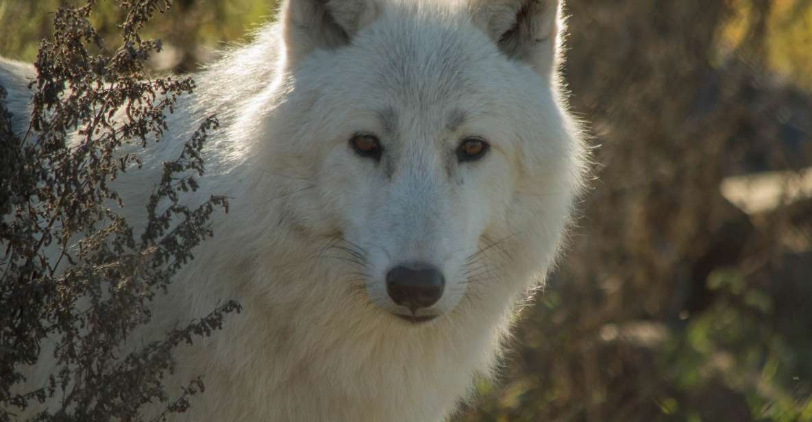 Kamploops: BC Wildlife Park Admission - Captivating Eco Gallery Exhibits
