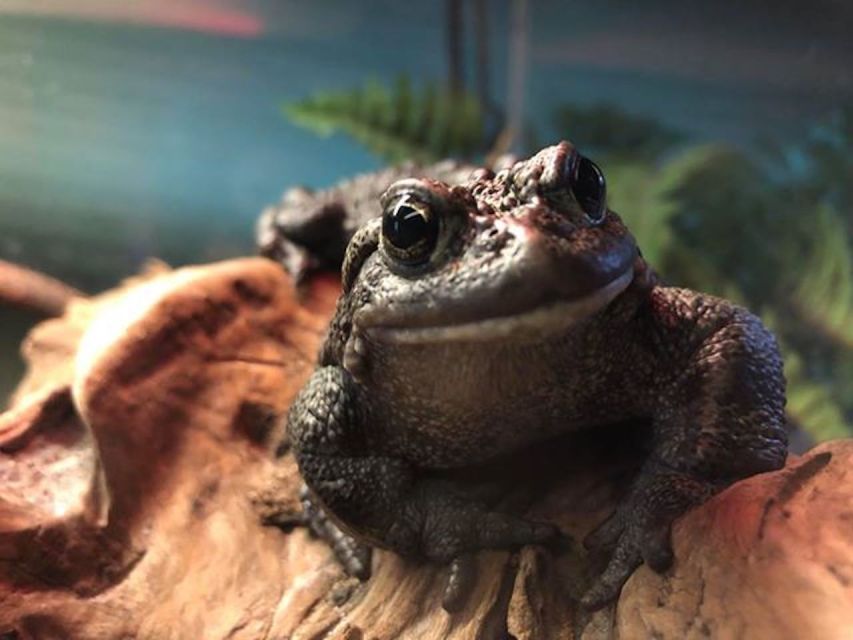 Kamploops: BC Wildlife Park Admission - Diverse Reptile Exhibit