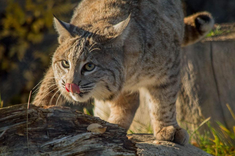 Kamploops: BC Wildlife Park Admission - Naturally Yours Gift Shop