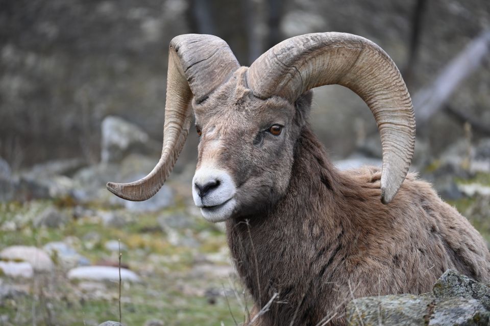 Kamploops: BC Wildlife Park Admission - Daily Animal Encounters