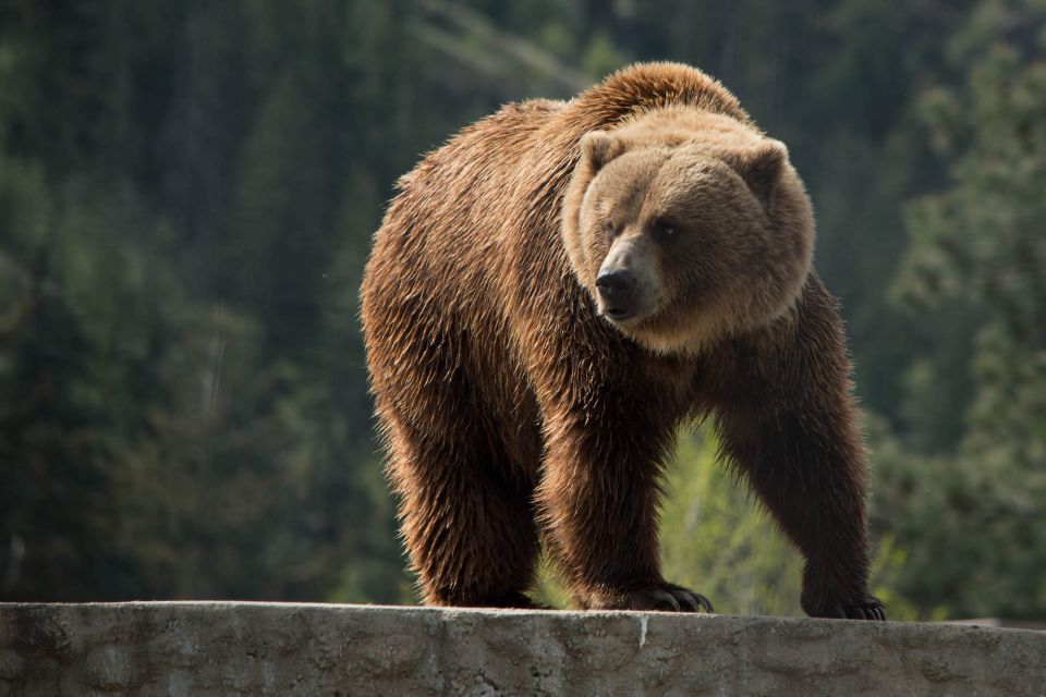 Kamploops: BC Wildlife Park Admission - Frequently Asked Questions