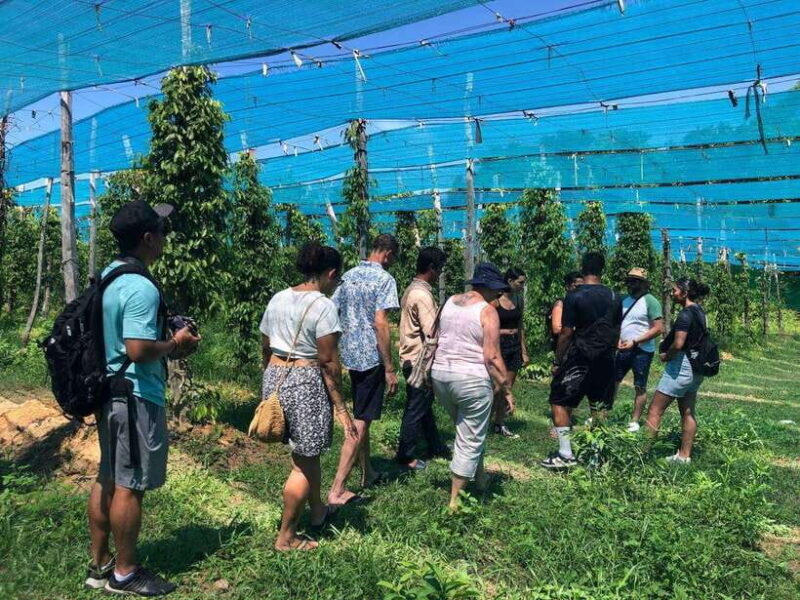 Kampot Pepper Farm, Salt Fields, Cave from Sihanoukville - Key Points