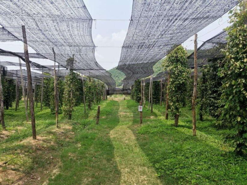Kampot Pepper Farm Tour: Salt Fields, La Plantation & Cave - An In-Depth Look at the Kampot Pepper Farm Tour
