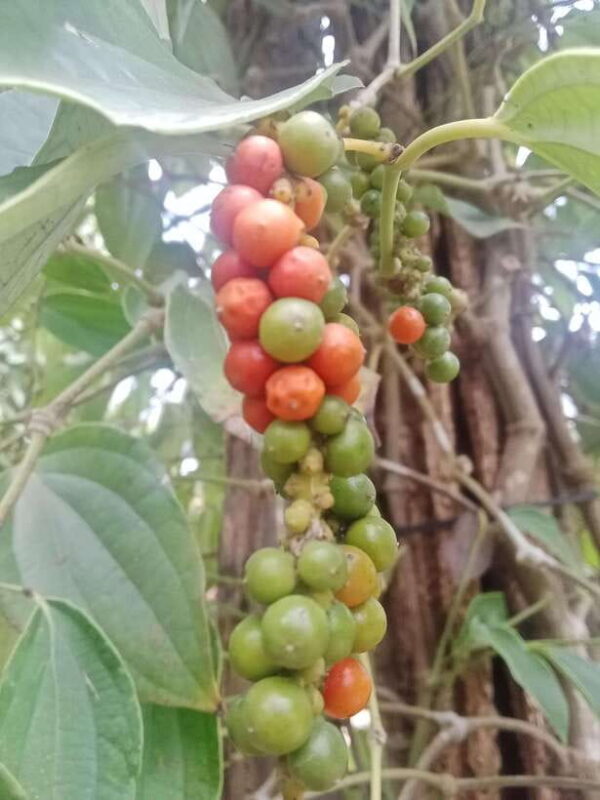 Kampot~Private local tuk tuk to Country side /Pepper farm. - Why This Tour Offers Good Value