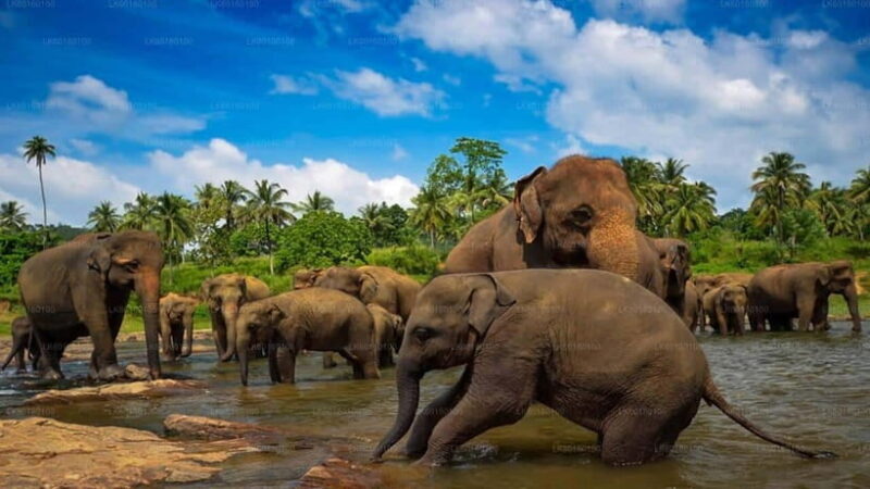 Kandy and Pinnawala: A Perfect 1-Day Tour Experience - Key Points