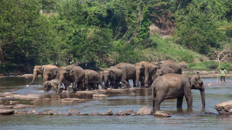 Kandy and Pinnawala: A Perfect 1-Day Tour Experience - Starting Point and Transportation