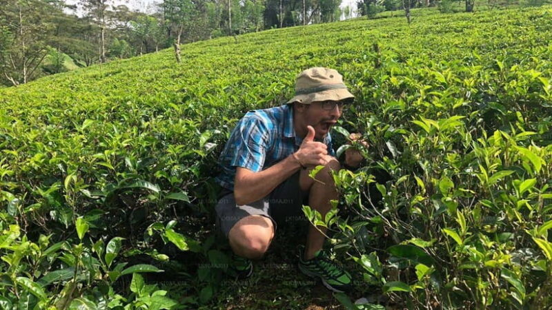 Kandy and Pinnawala: A Perfect 1-Day Tour Experience - What Travelers Say