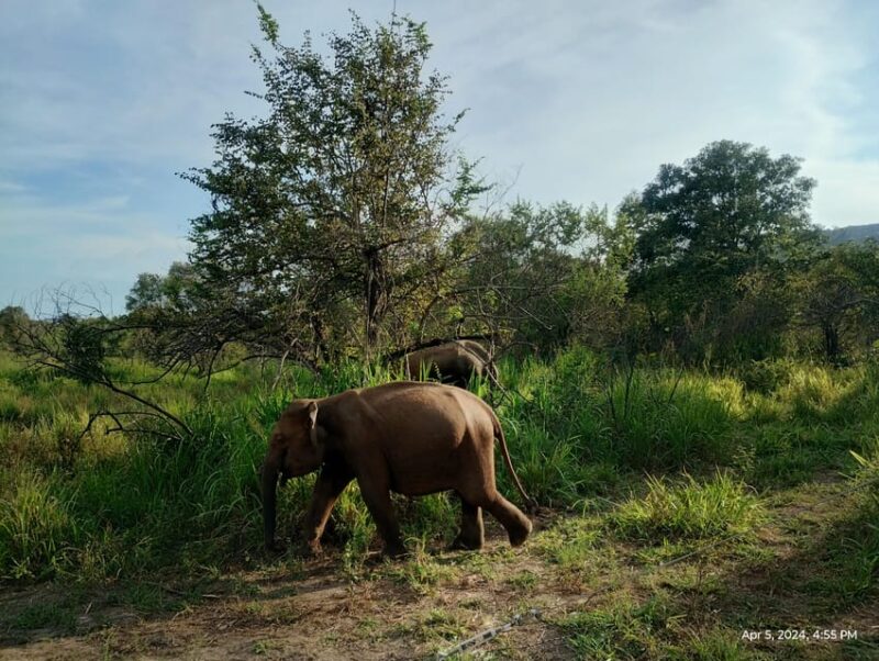 Kandy; Day Tour to Sigiriya & Elephant Safari - Habarana Elephant Safari