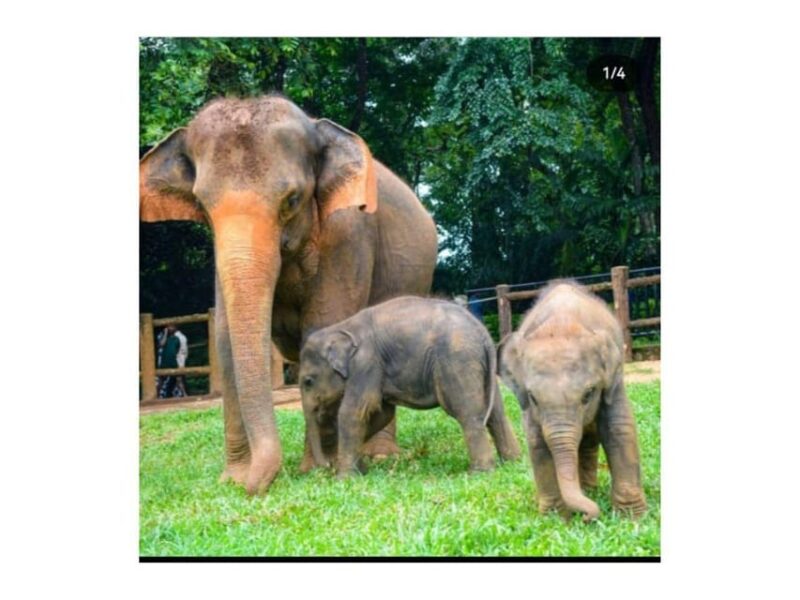 Kandy: Pinnawala Day Tour By Local Budget Taxi (Local Guide) - Itinerary and Locations