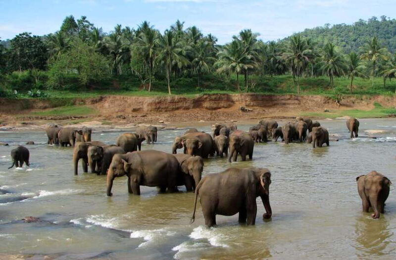 Kandy : Pinnawala Day Tour with Top Rated Local Guide - Who Should Consider This Tour?